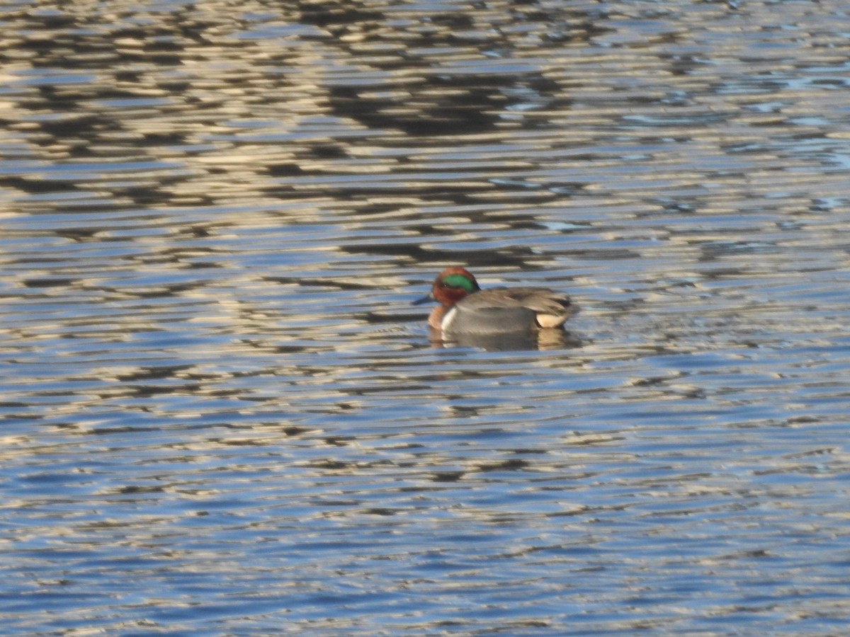 Green-winged Teal - ML418922591