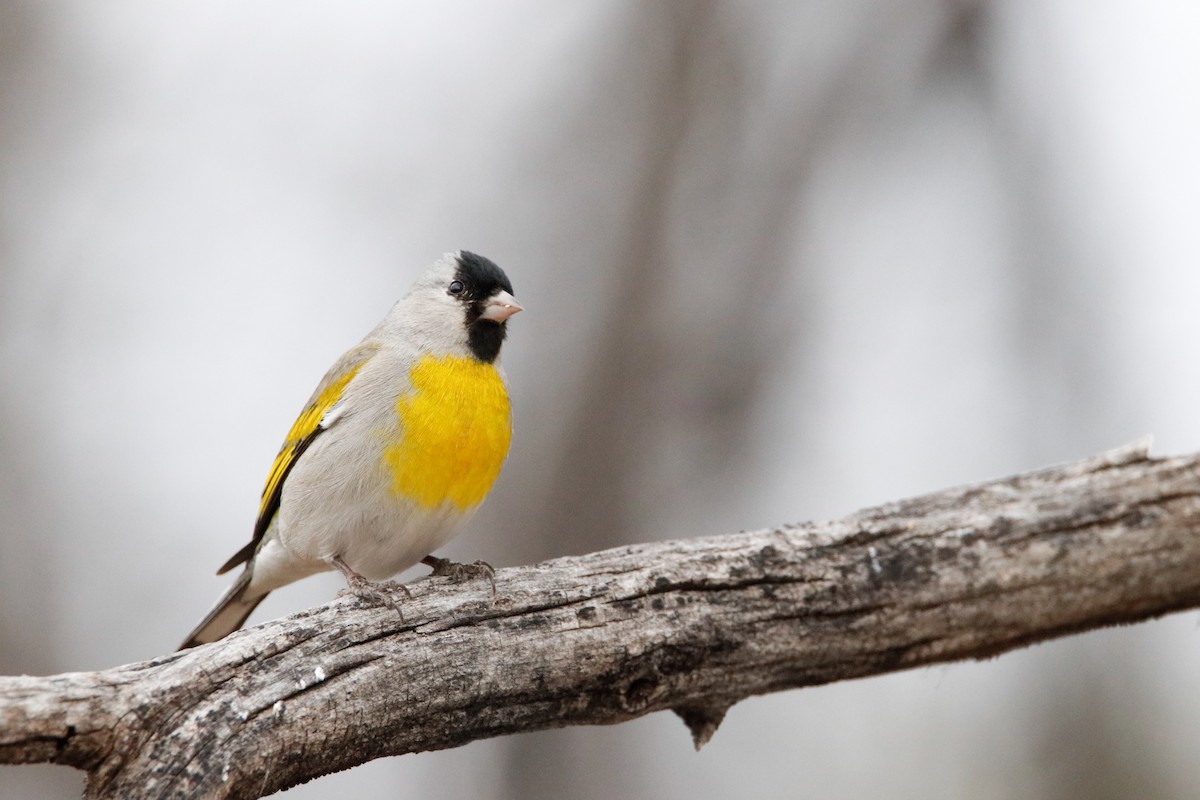 Lawrence's Goldfinch - Michael Stremciuc