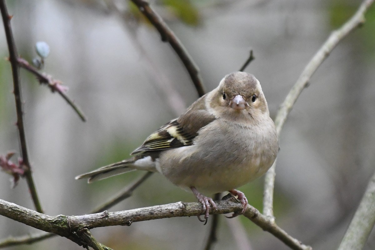 Common Chaffinch - ML418923861