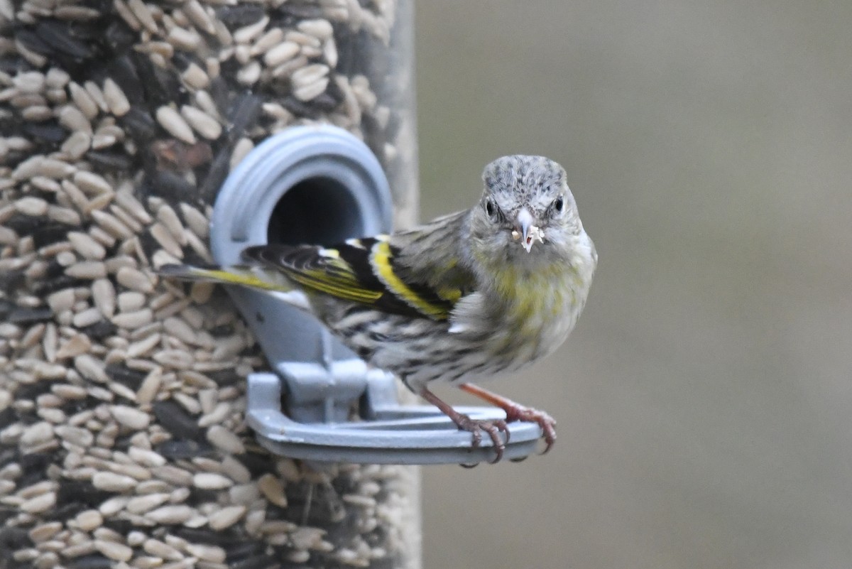 Eurasian Siskin - ML418924051