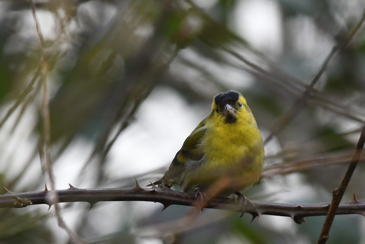 Eurasian Siskin - ML418924071