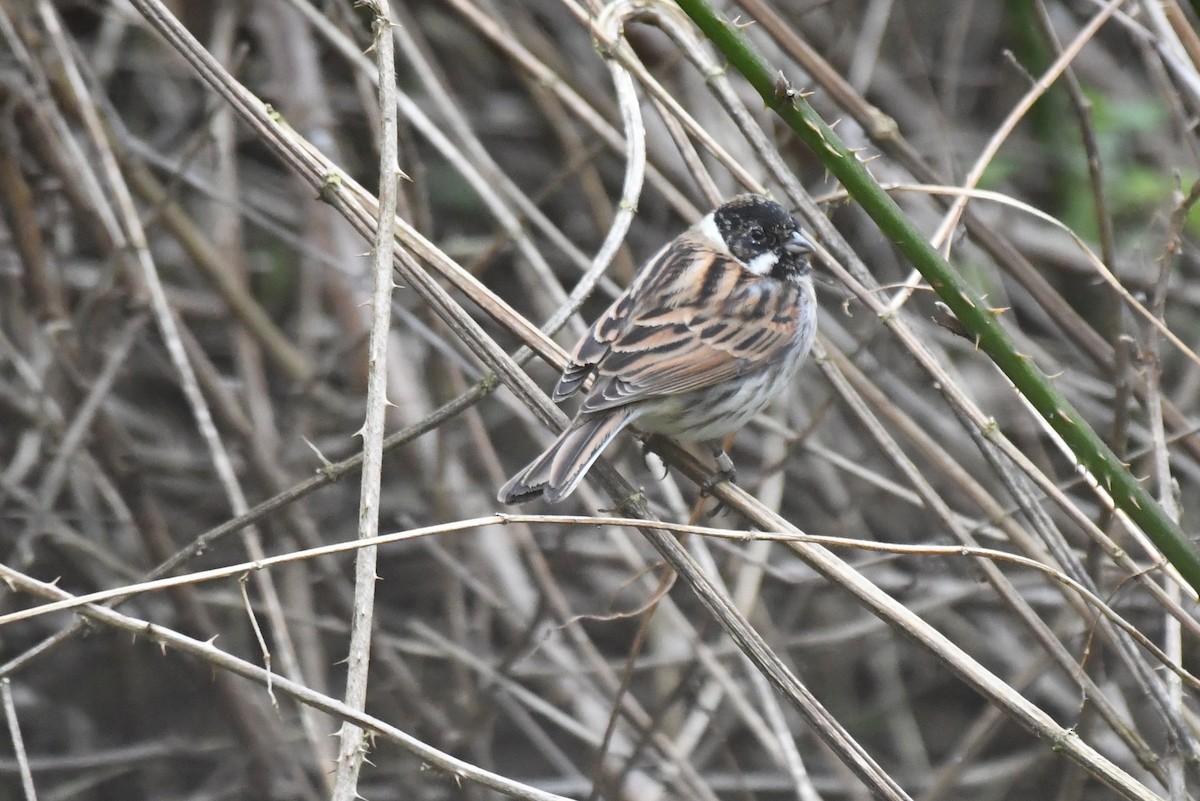 Reed Bunting - ML418924191