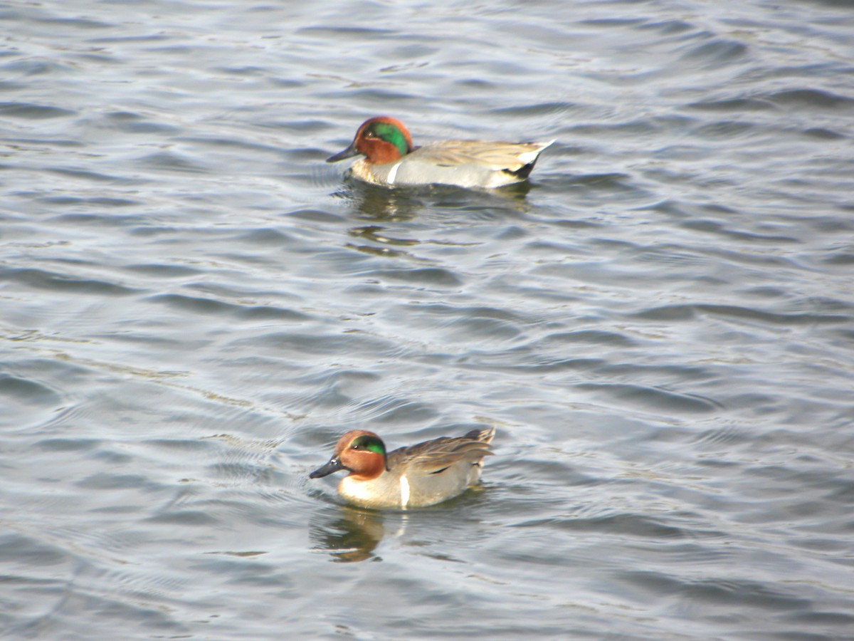 Green-winged Teal (American) - Anonymous