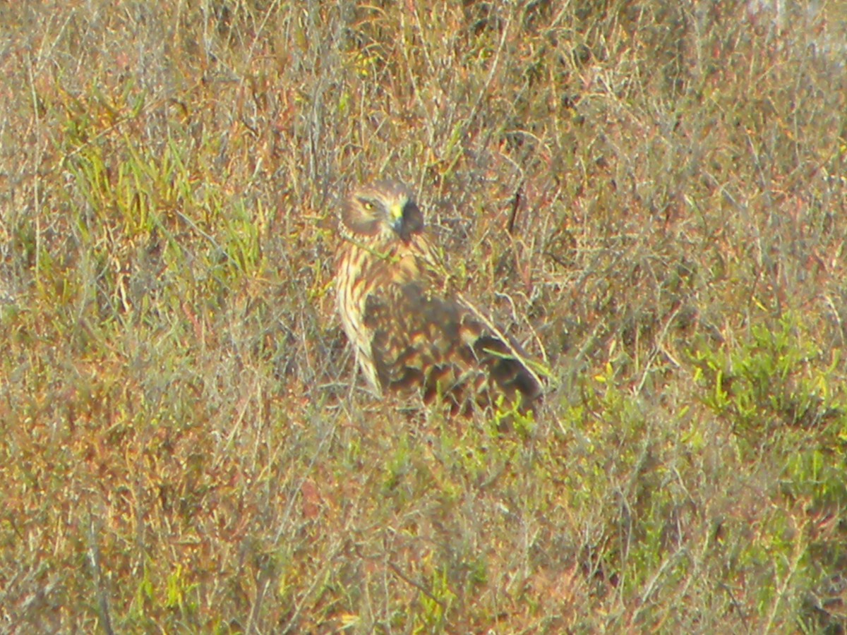 Northern Harrier - Anonymous