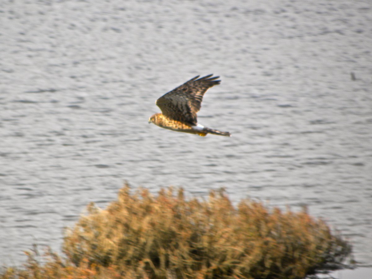 Aguilucho de Hudson - ML41892471