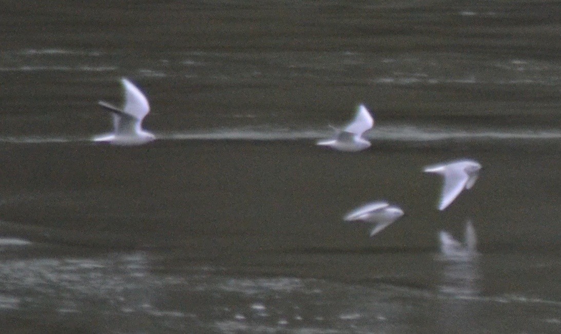 Black-headed Gull - ML41892491