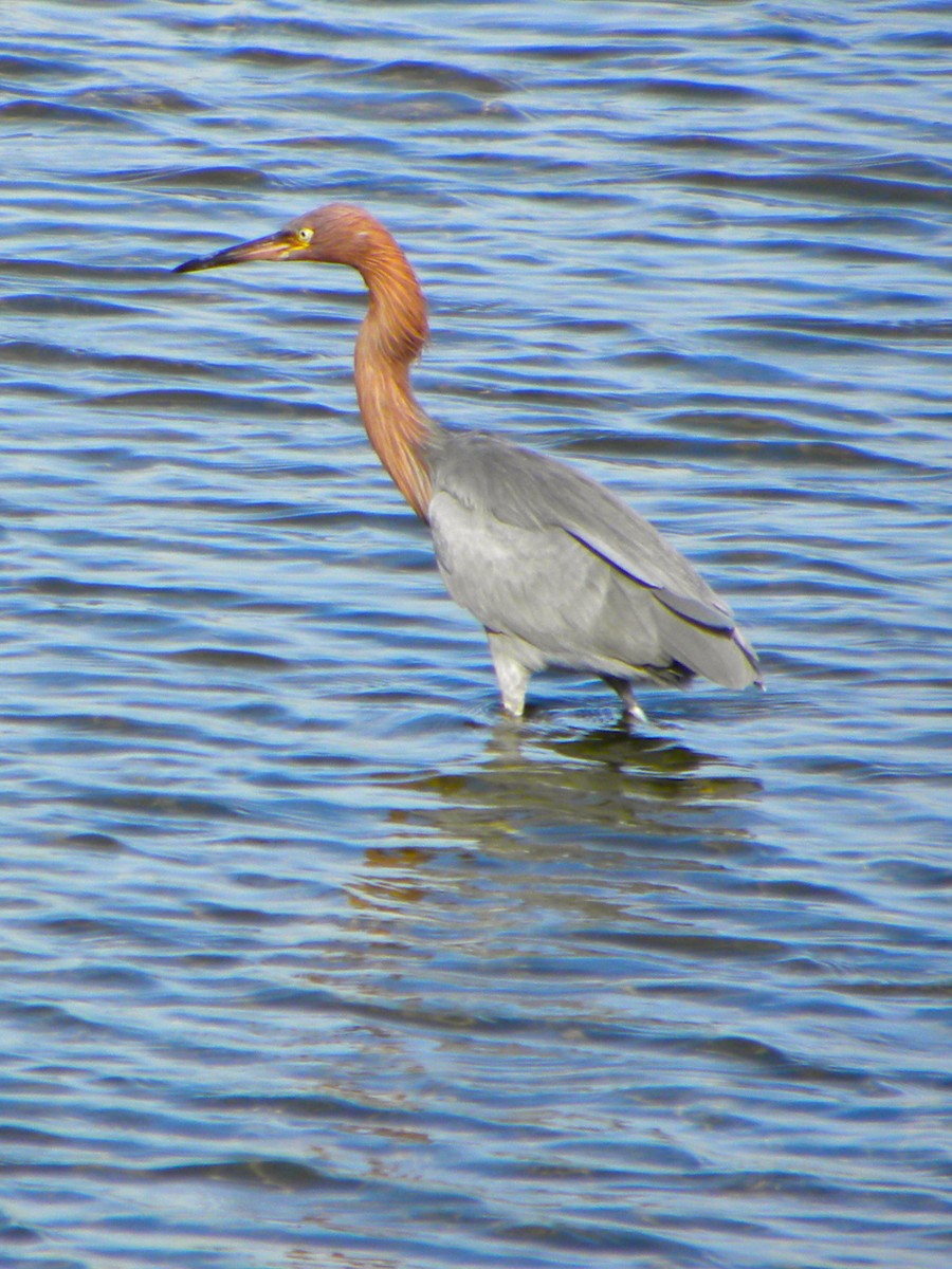 Reddish Egret - Anonymous