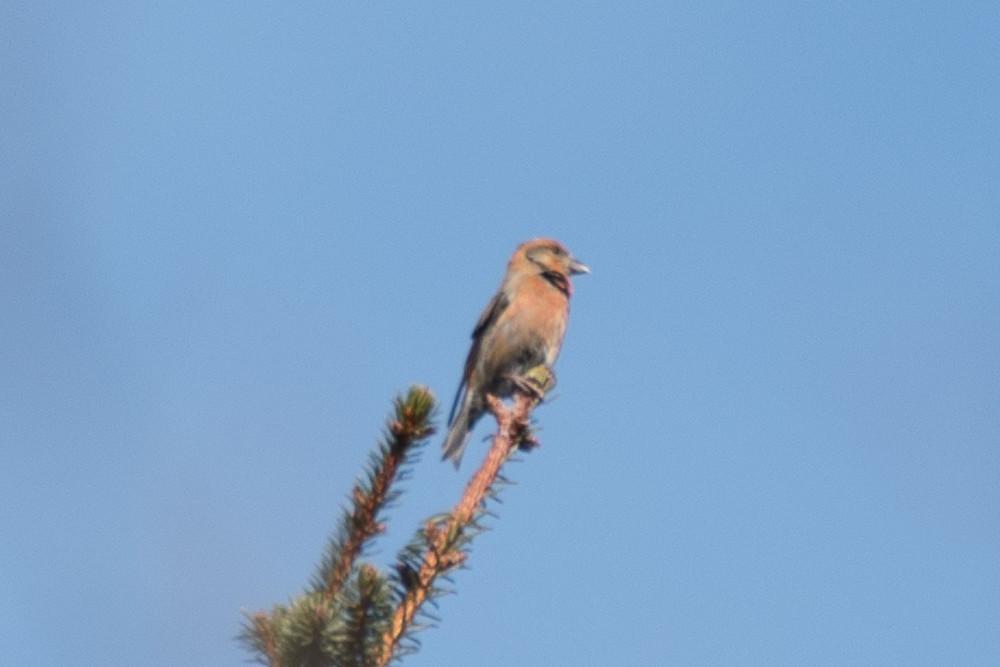Red Crossbill - josh Ketry