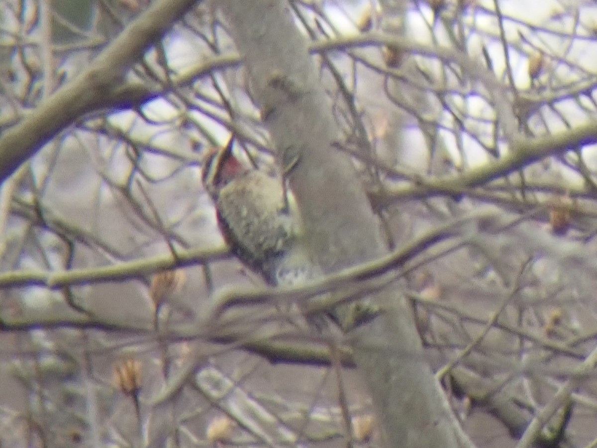 Yellow-bellied Sapsucker - ML418928691