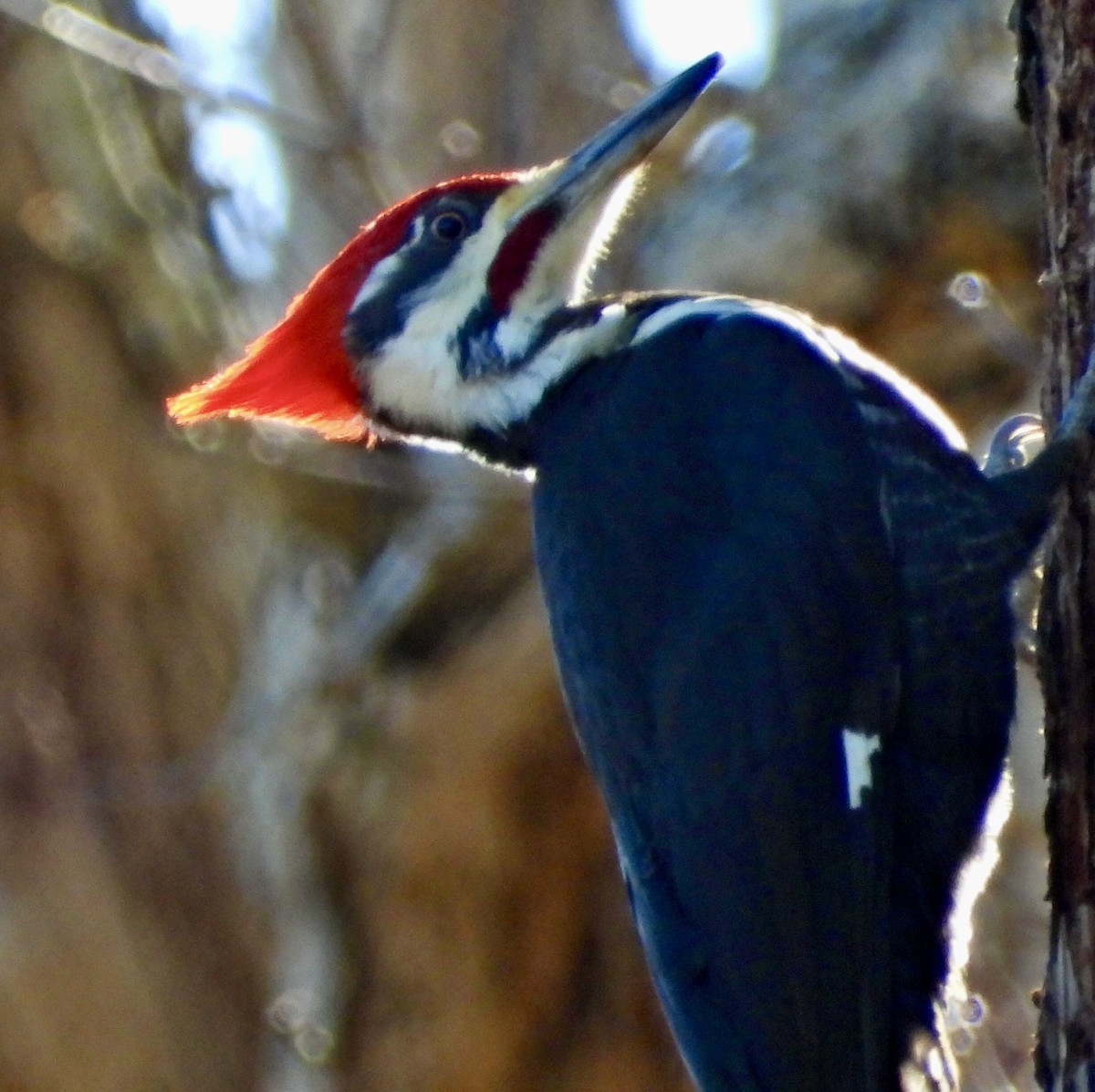 Pileated Woodpecker - ML418928891