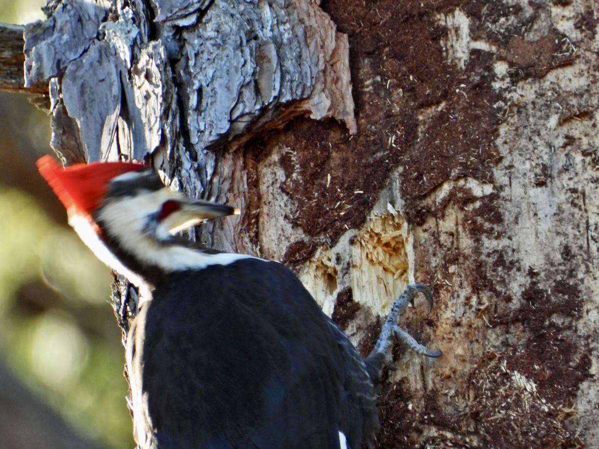 Pileated Woodpecker - ML418928961