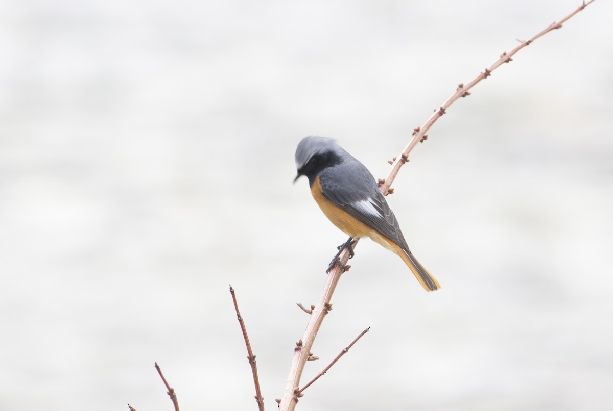 Hodgson's Redstart - ML418929261