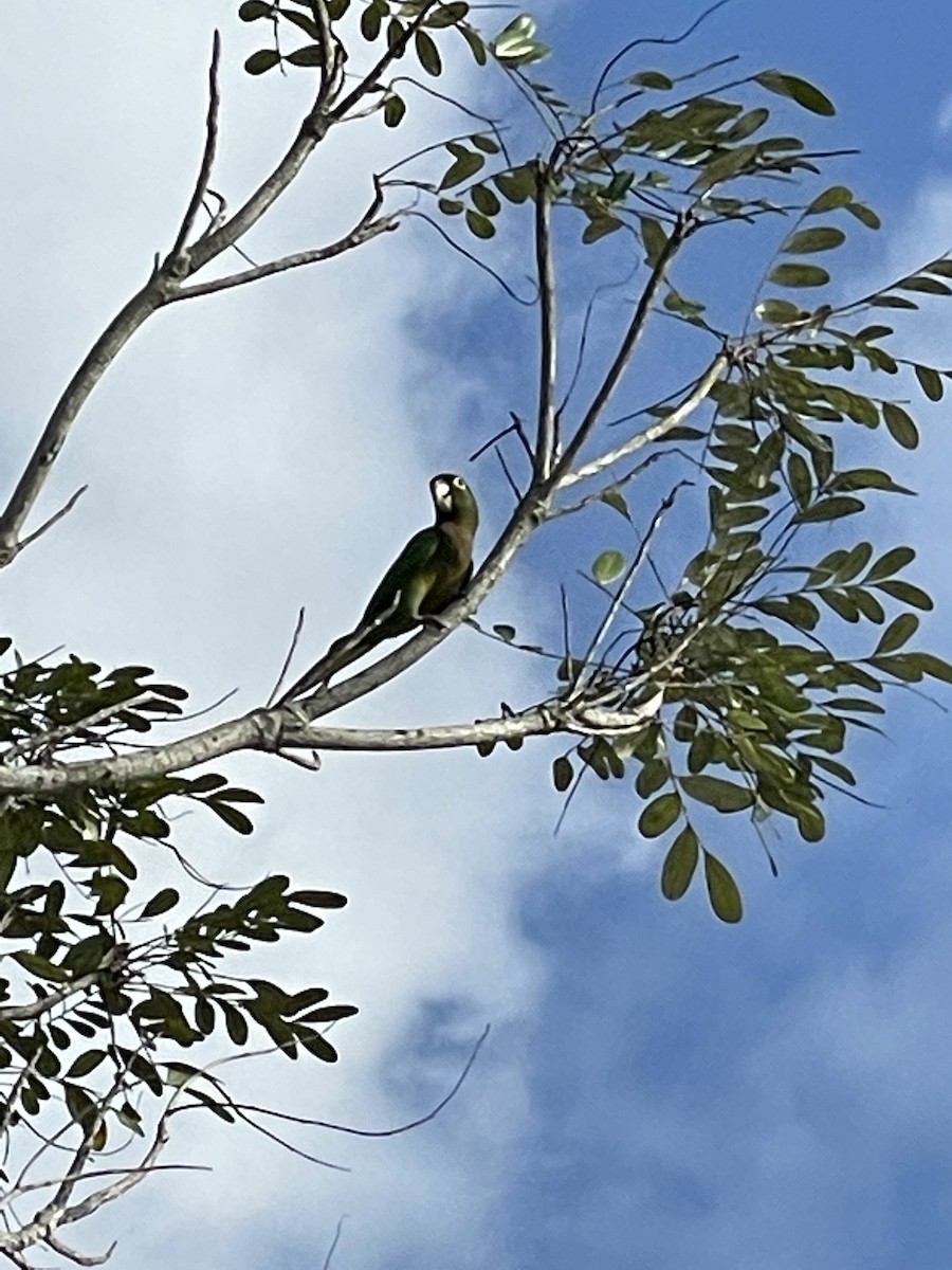 Olive-throated Parakeet - Nancy LiPetri