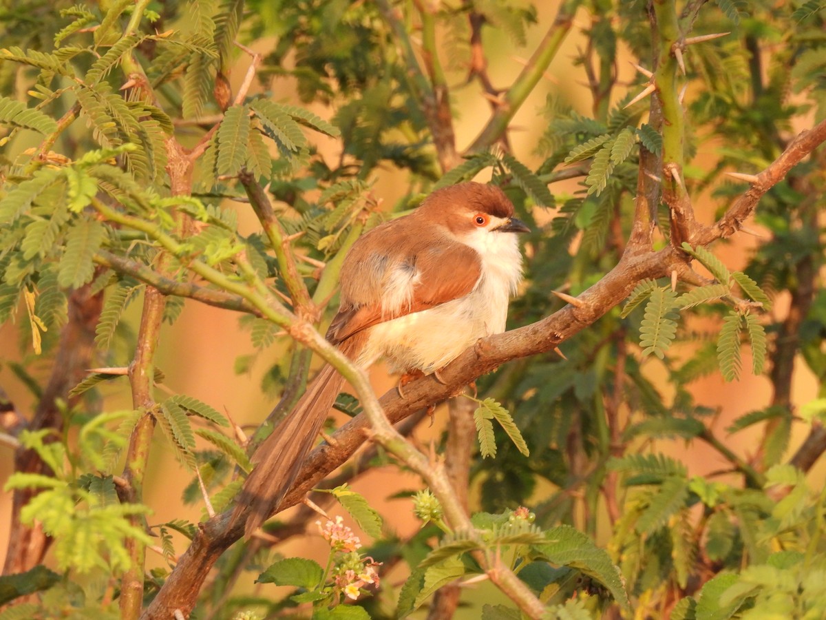 Yellow-eyed Babbler - Ramesh Desai