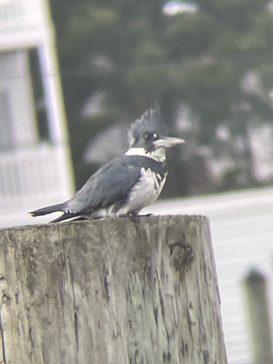 Belted Kingfisher - ML418931011