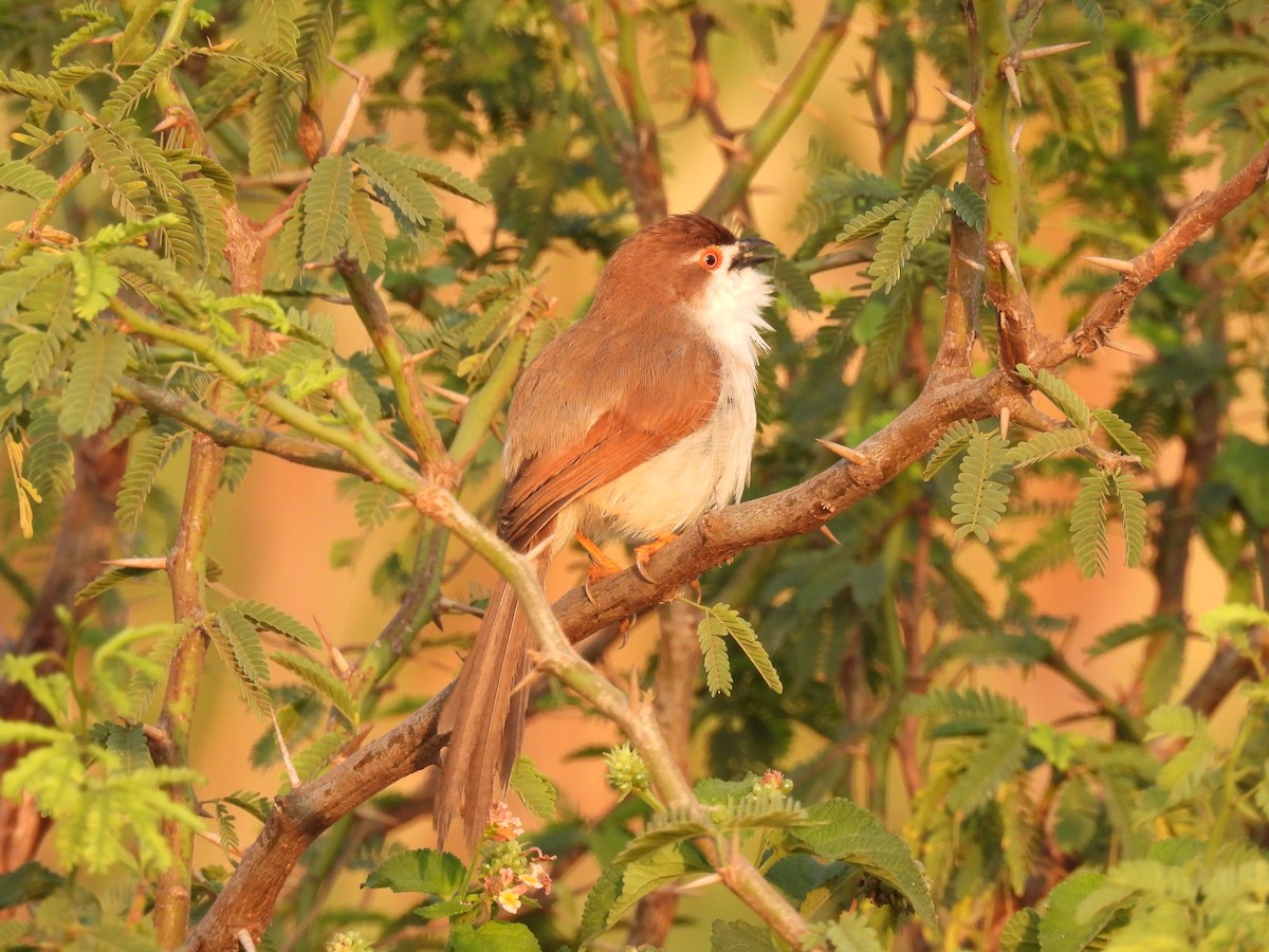 Yellow-eyed Babbler - Ramesh Desai