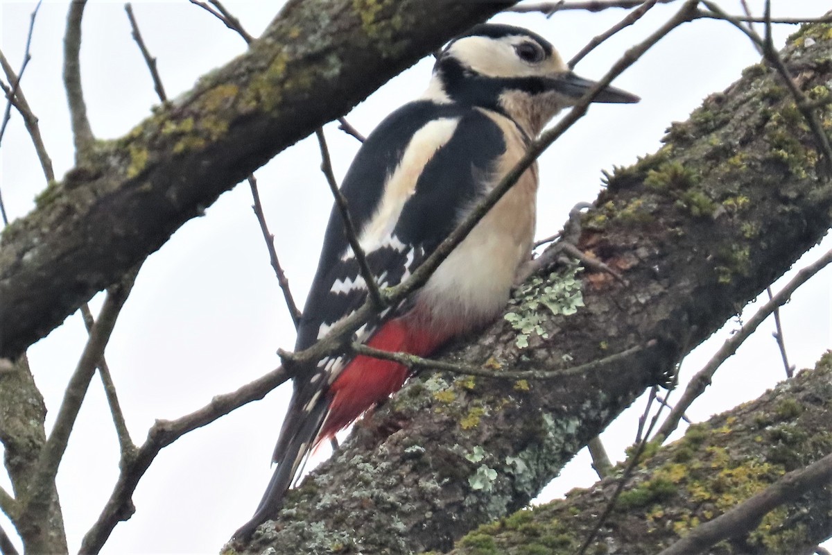 Great Spotted Woodpecker - ML418931241