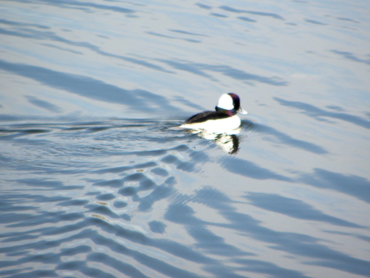 Bufflehead - Anonymous