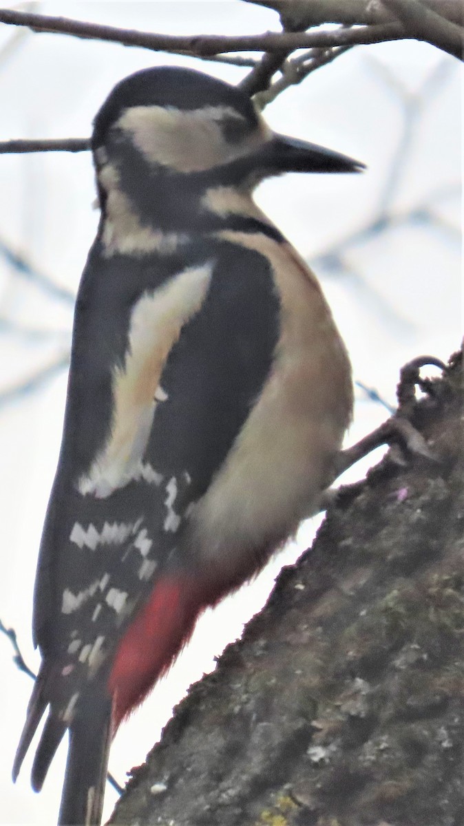 Great Spotted Woodpecker - ML418931351