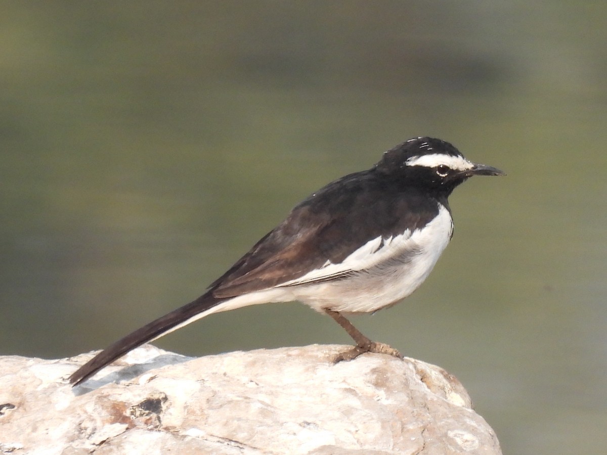 White-browed Wagtail - ML418931531