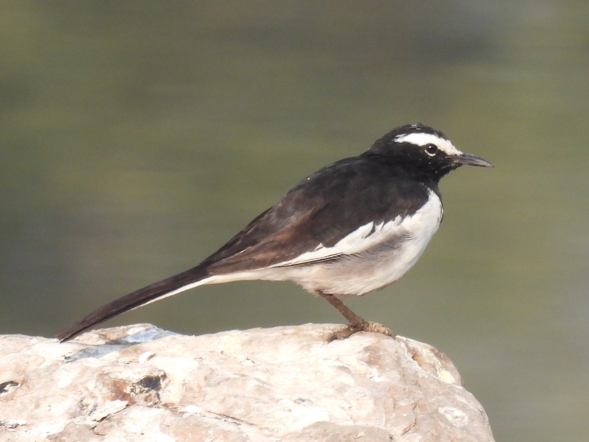 White-browed Wagtail - ML418931541