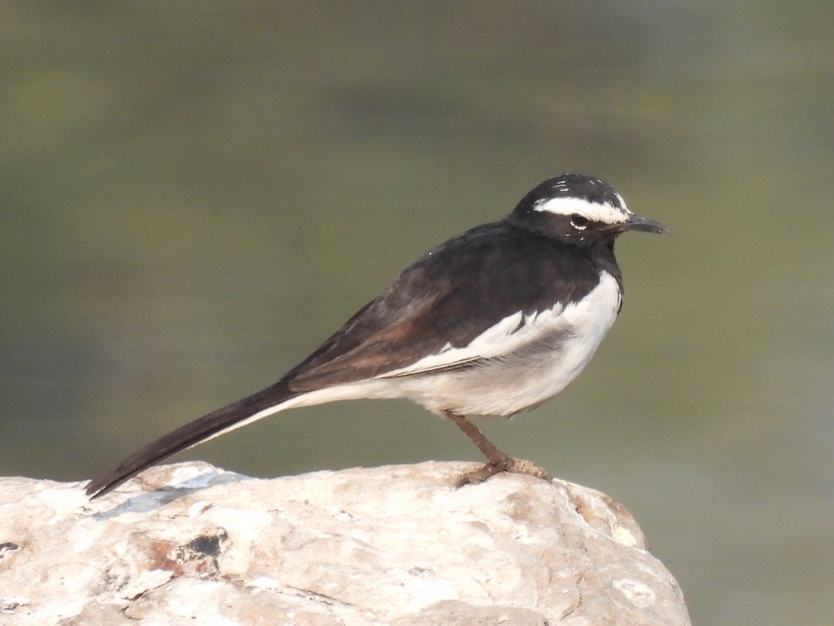 White-browed Wagtail - ML418931571