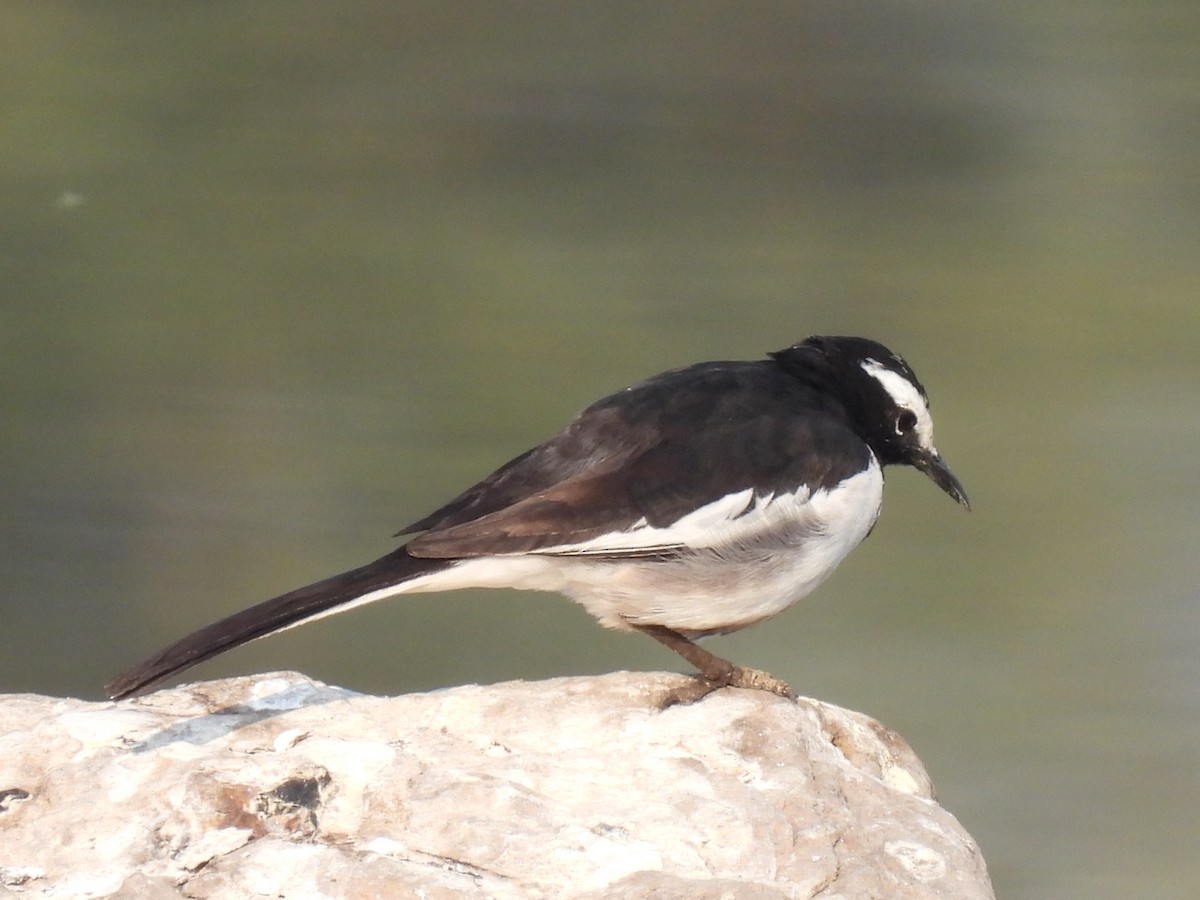 White-browed Wagtail - ML418931651