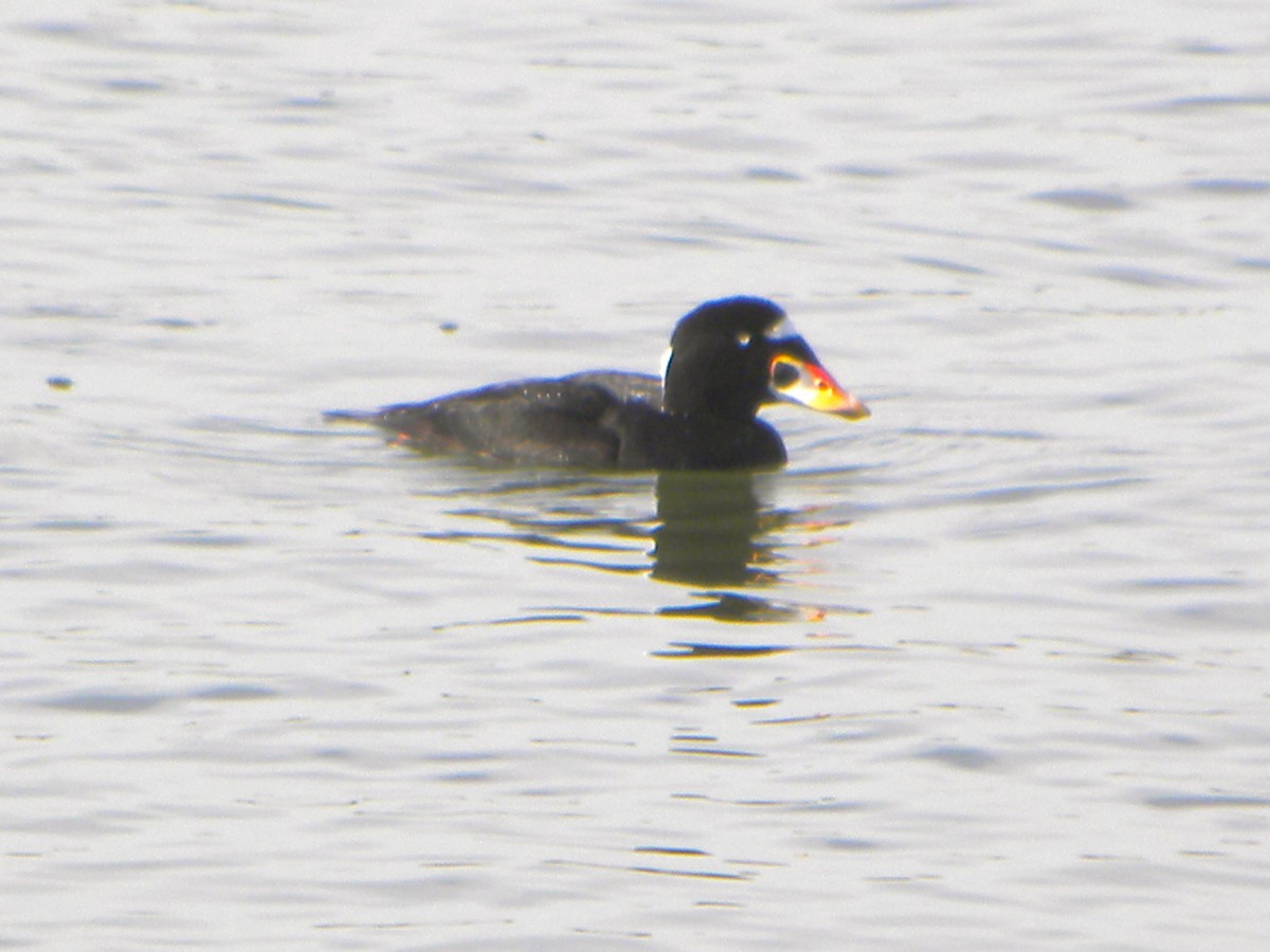 Surf Scoter - ML41893281