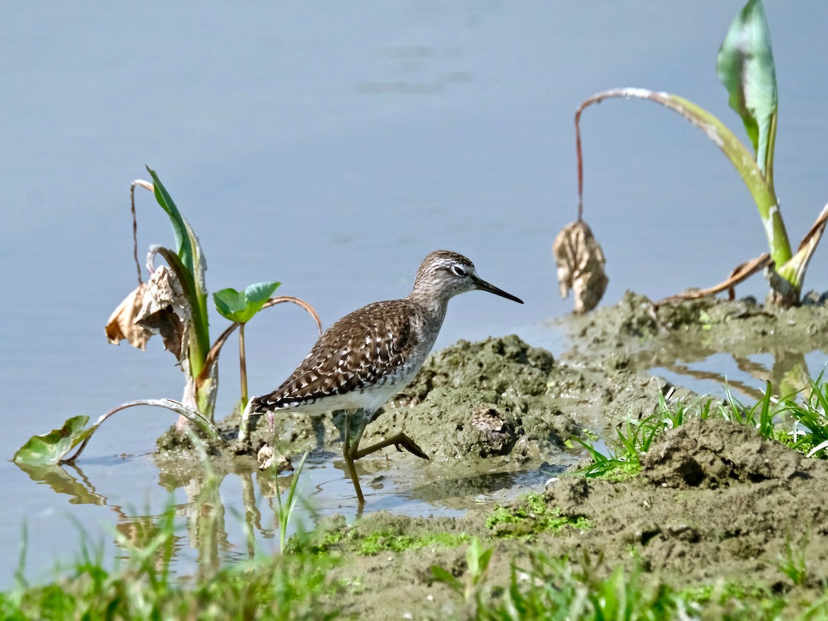 Wood Sandpiper - ML418935351