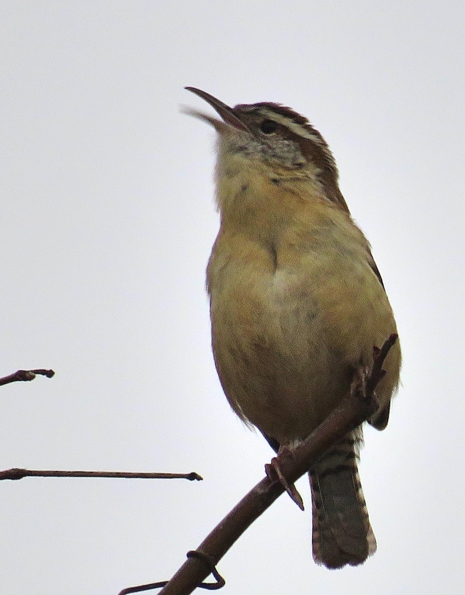 Carolina Wren - Mike Burkoski