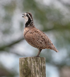 Colín de Virginia (grupo virginianus) - eBird