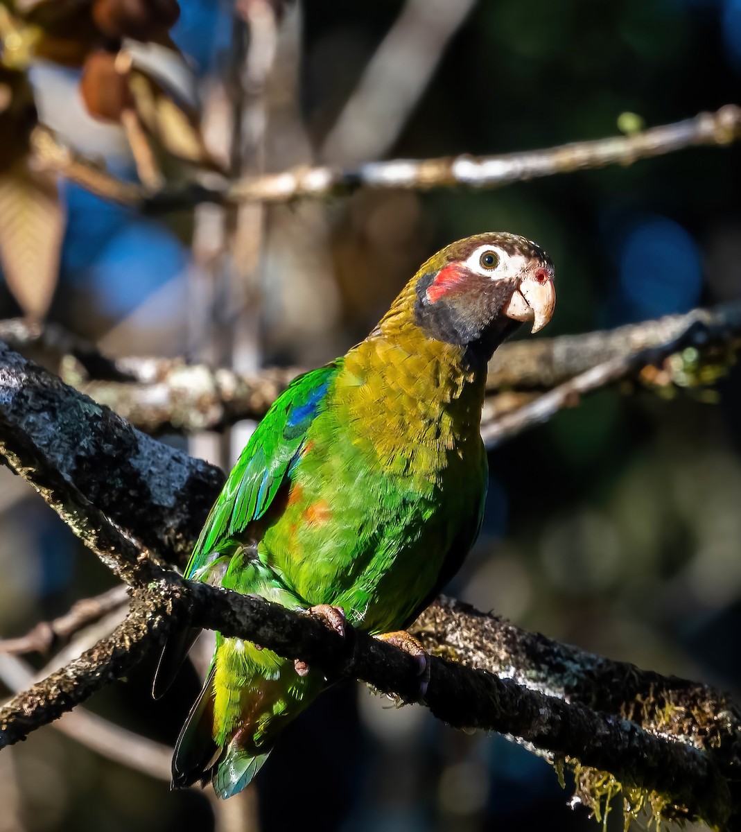 Brown-hooded Parrot - Guy Tremblay