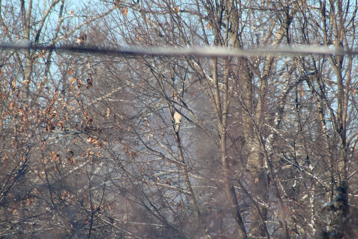 Cooper's Hawk - ML418936791