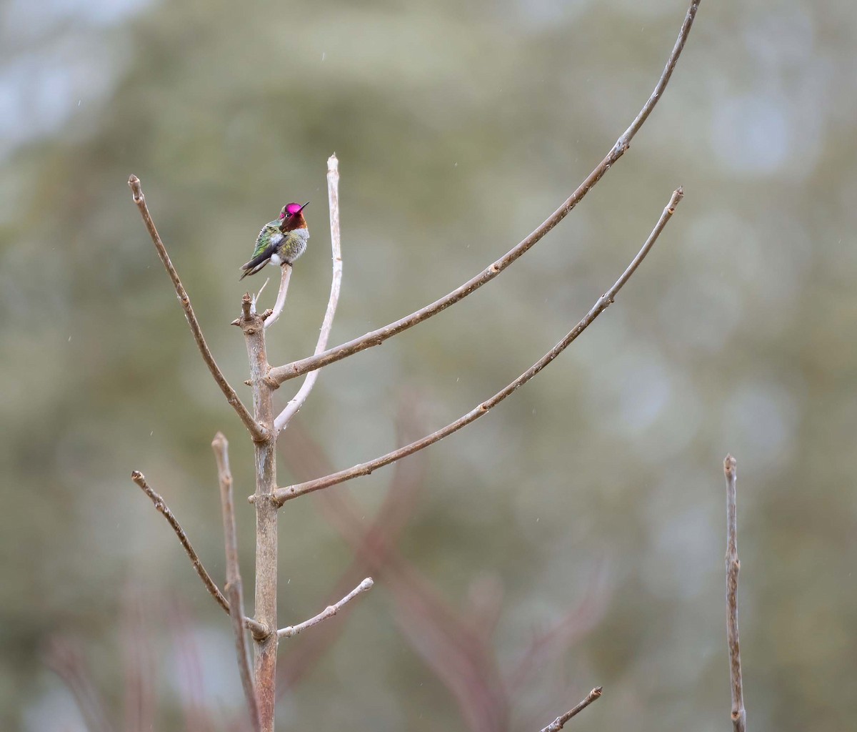 rødmaskekolibri - ML418936851