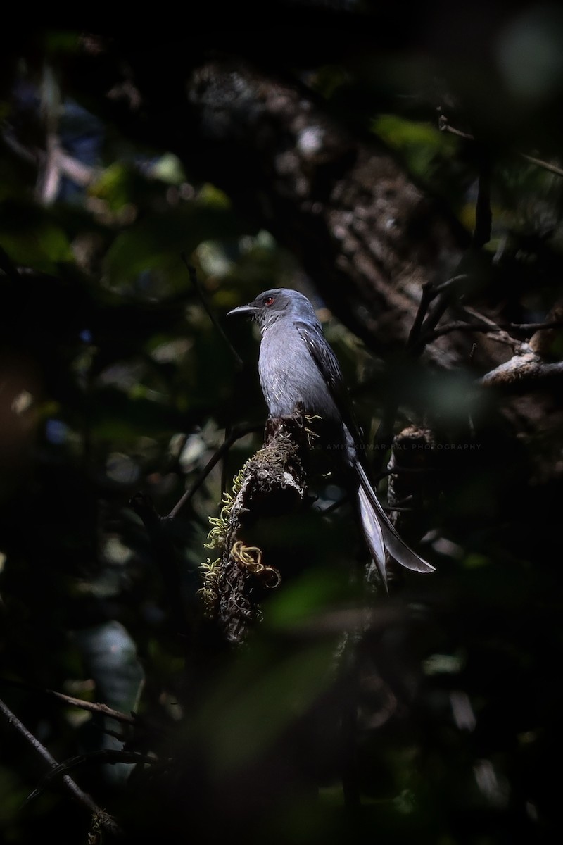 Ashy Drongo - ML418936871