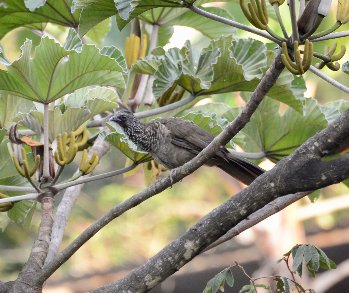 Speckled Chachalaca - ML41893831