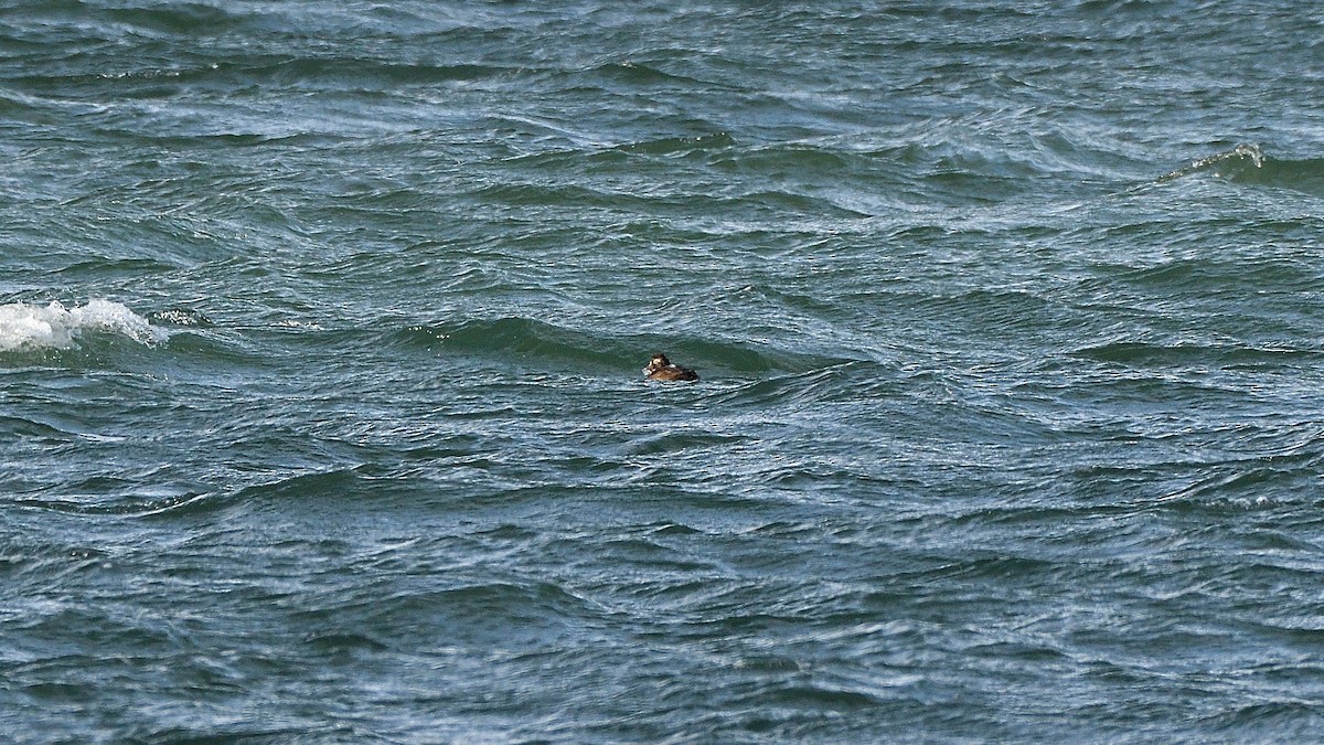 White-winged Scoter - ML418939311