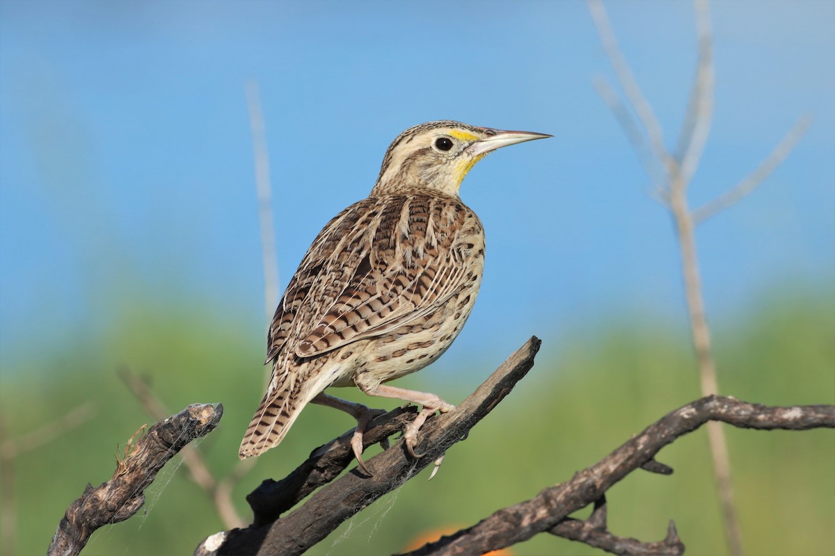 Western Meadowlark - ML418939381