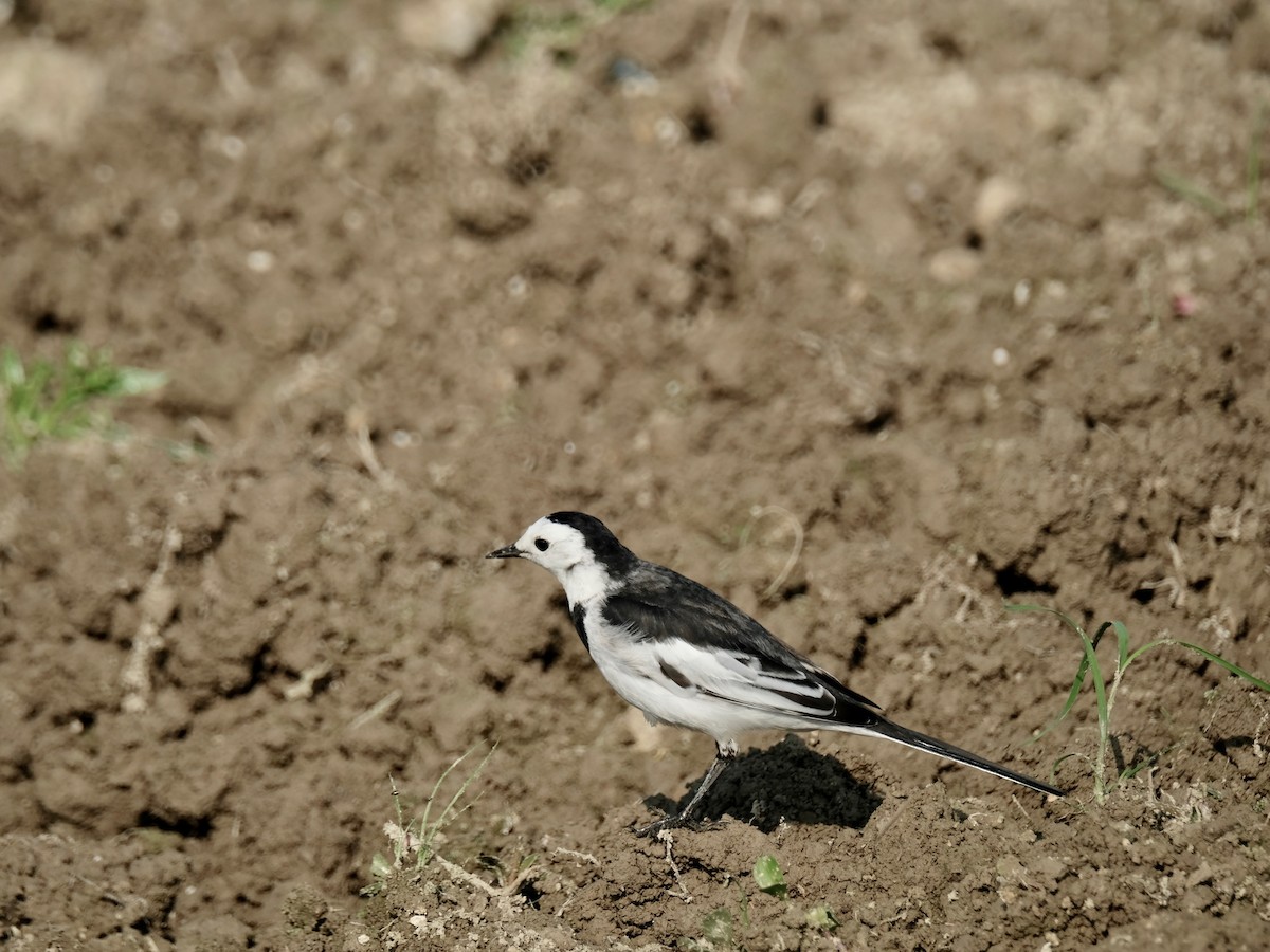 Lavandera Blanca (leucopsis) - ML418939771