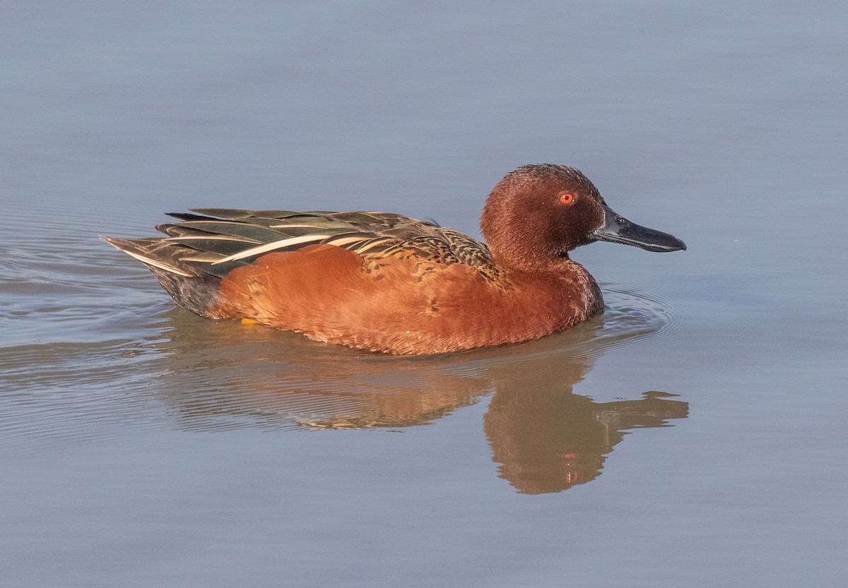 Cinnamon Teal - Kathleen Kent