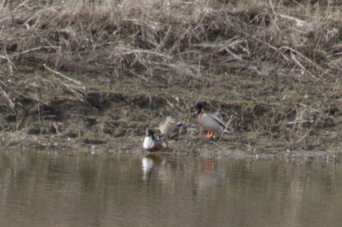 Canard souchet - ML418942441