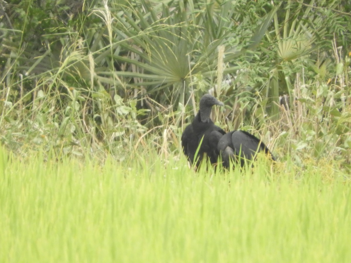 Black Vulture - ML418943811