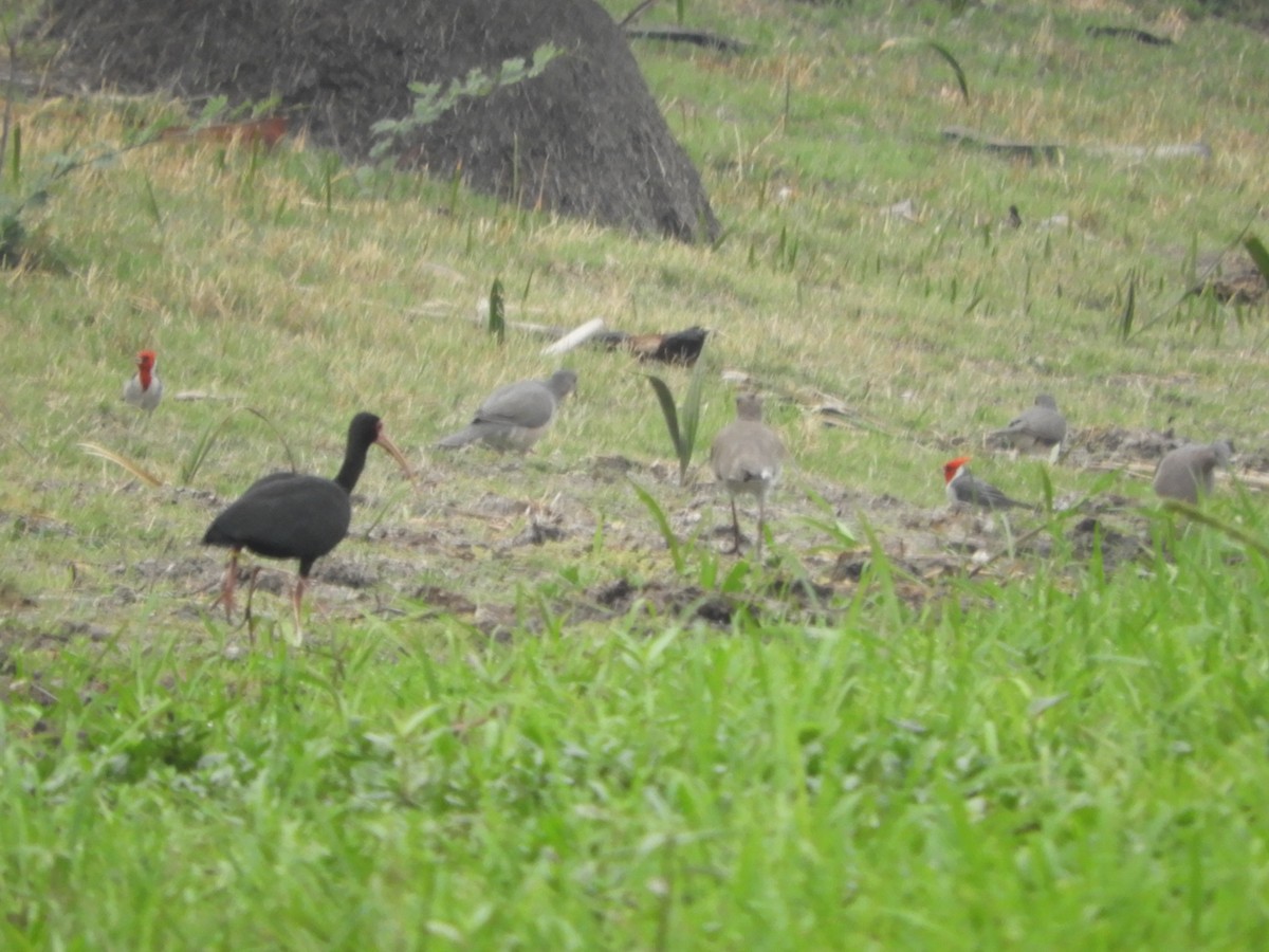 Bare-faced Ibis - Silvia Enggist