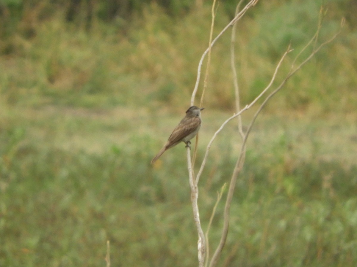 Crowned Slaty Flycatcher - ML418944751