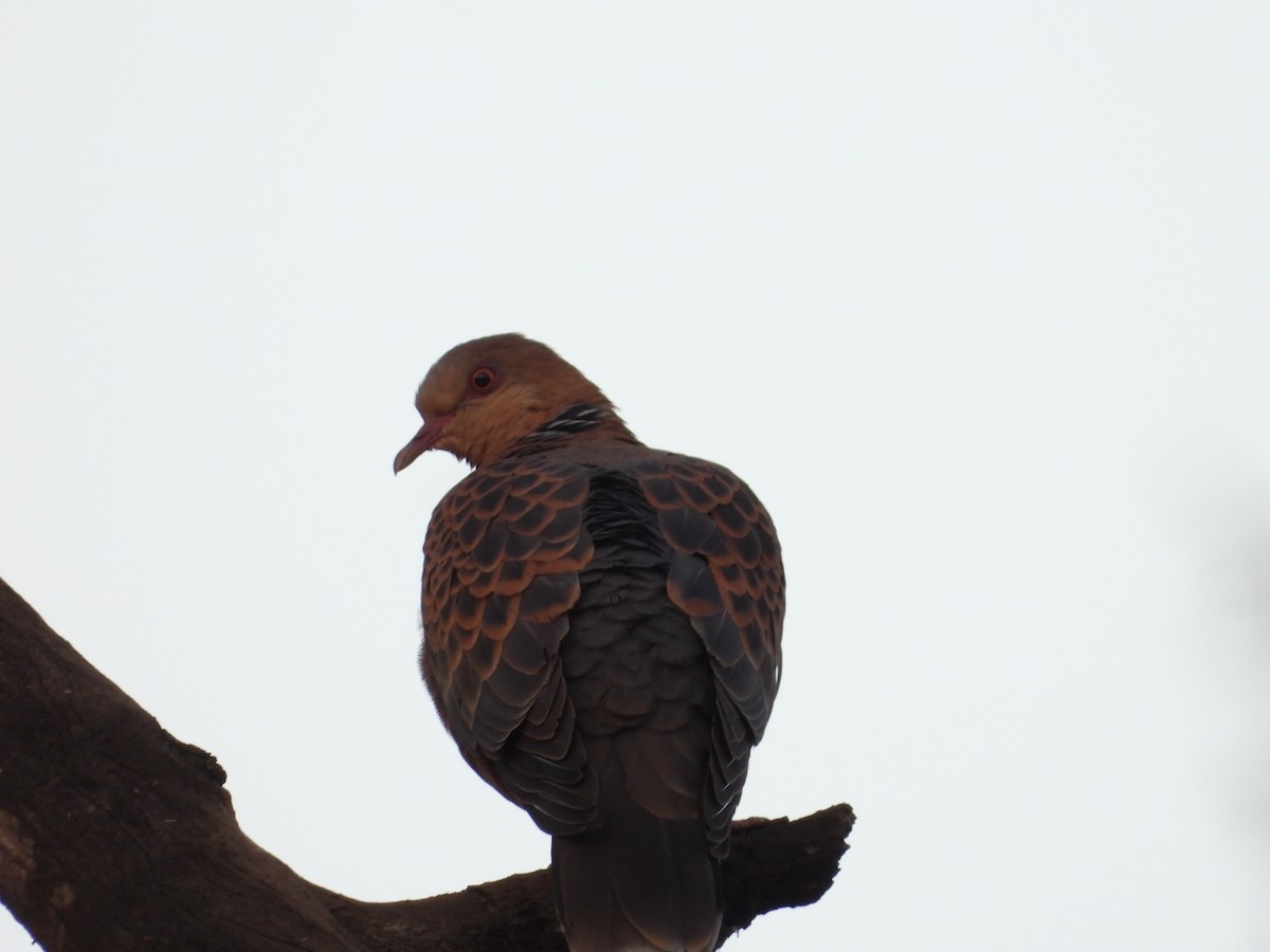 Oriental Turtle-Dove - Shainaz Jussa