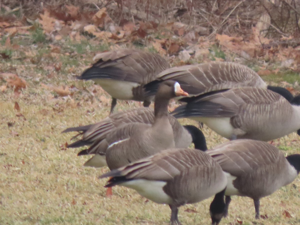Greater White-fronted Goose - ML418946241