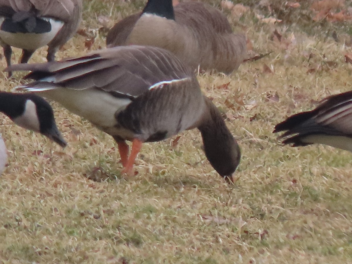 Greater White-fronted Goose - ML418946251