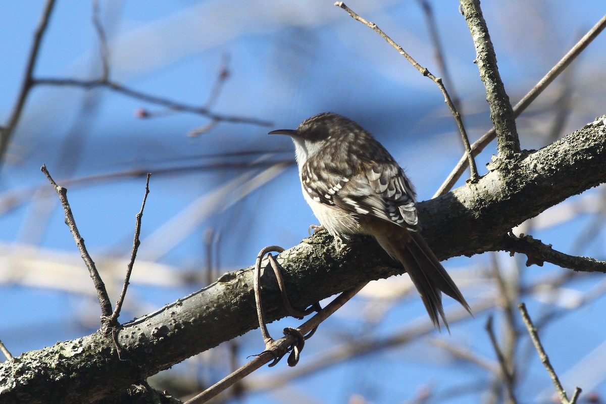 Brown Creeper - ML418948241