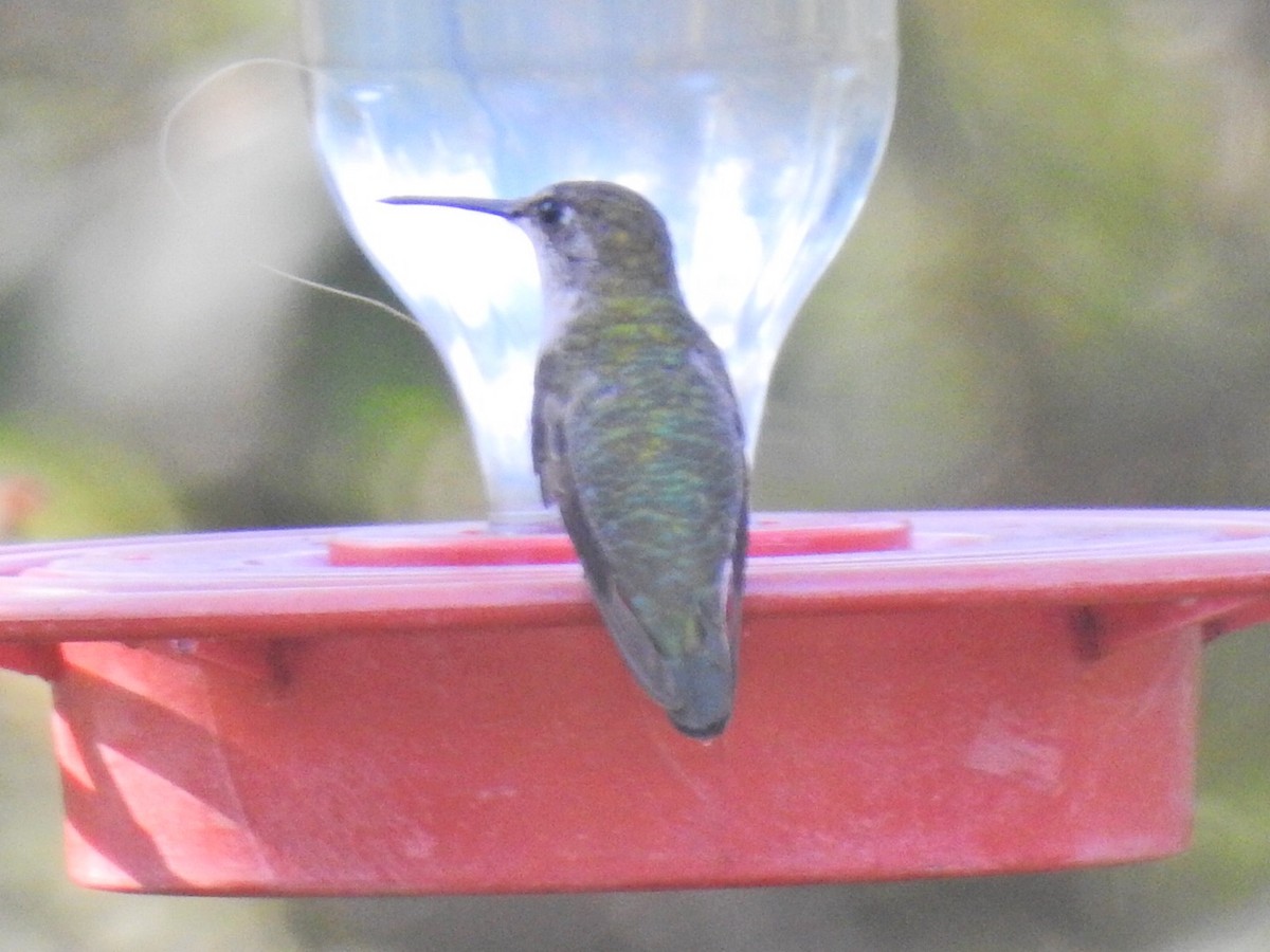 Ruby-throated Hummingbird - ML418950621