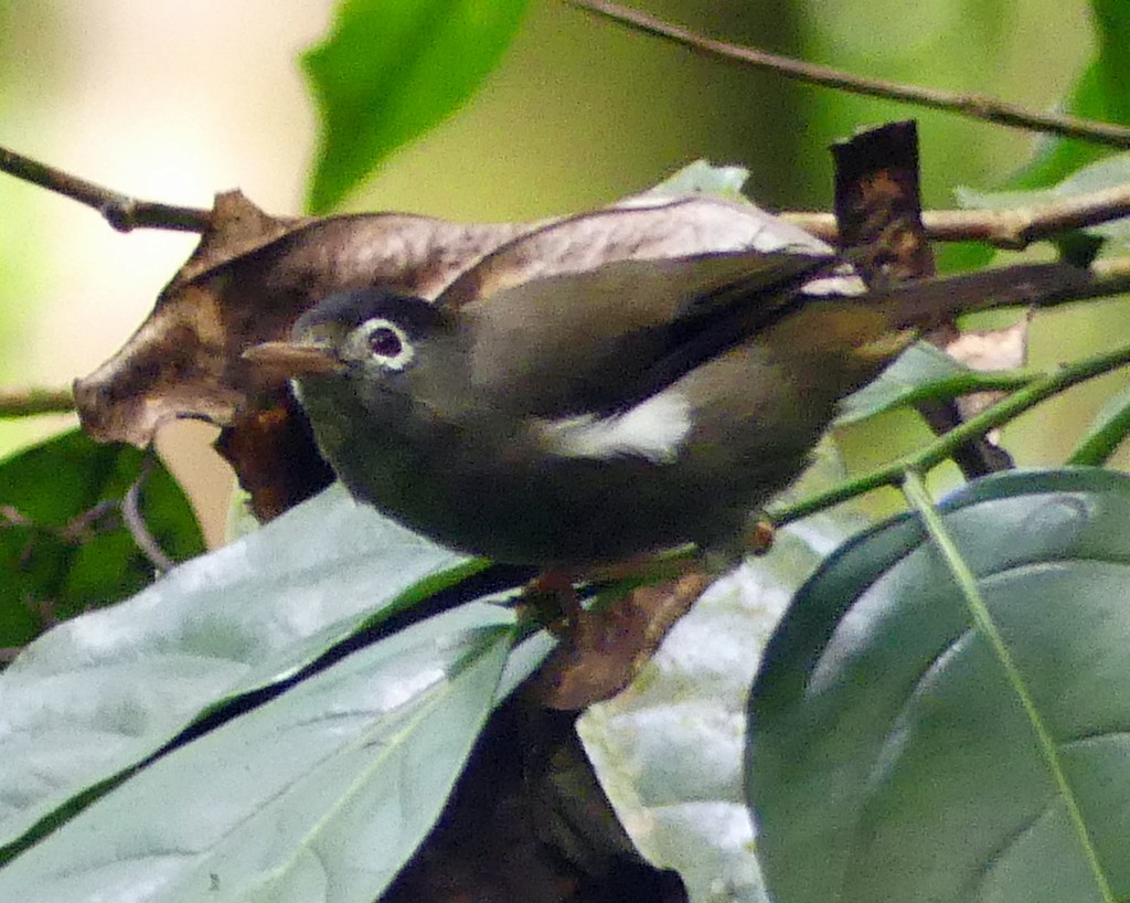 Schwarzscheitel-Brillenvogel - ML418950791